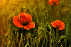 Poppies on green. Soft pastel on paper, 31x48 cm. 2016